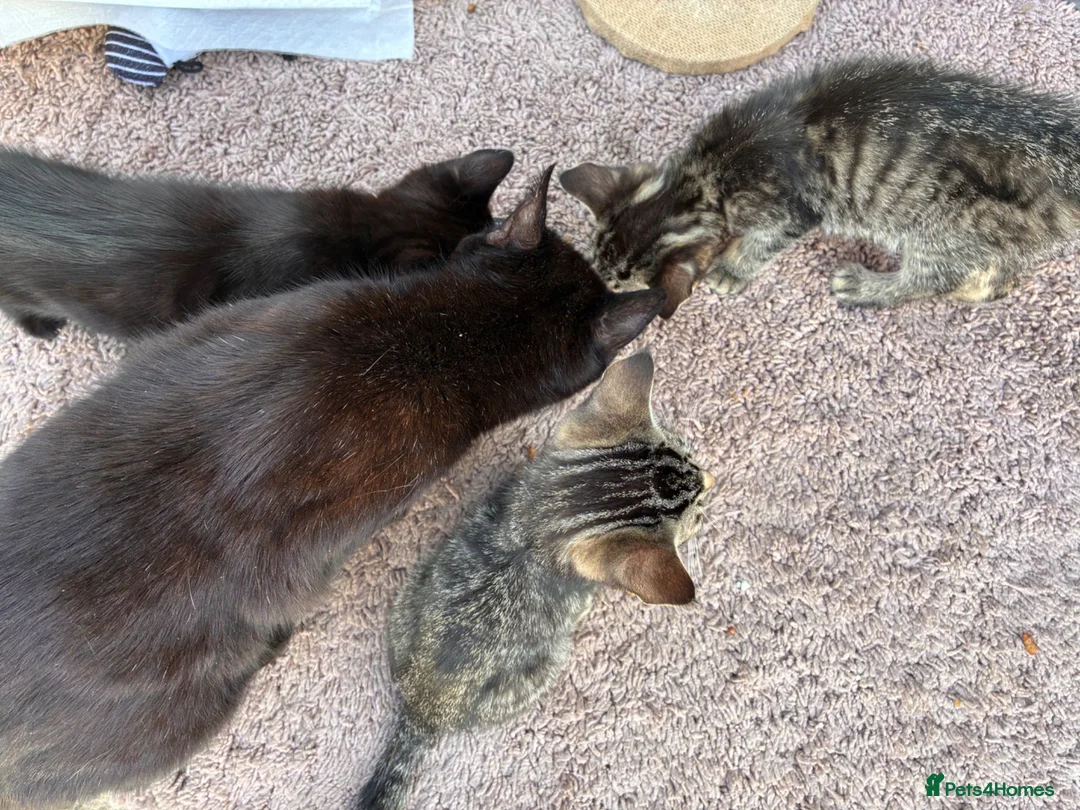 Mixed Breed cats for sale: Kitten for sale - Advert 1