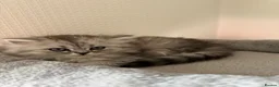 British Shorthair cats for sale: 3 females left BHS - Advert 10