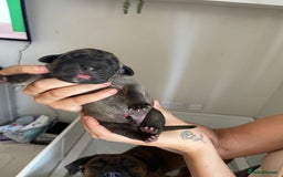 Cane Corso dogs for sale: Gorgeous cane Corso puppies - Image 7