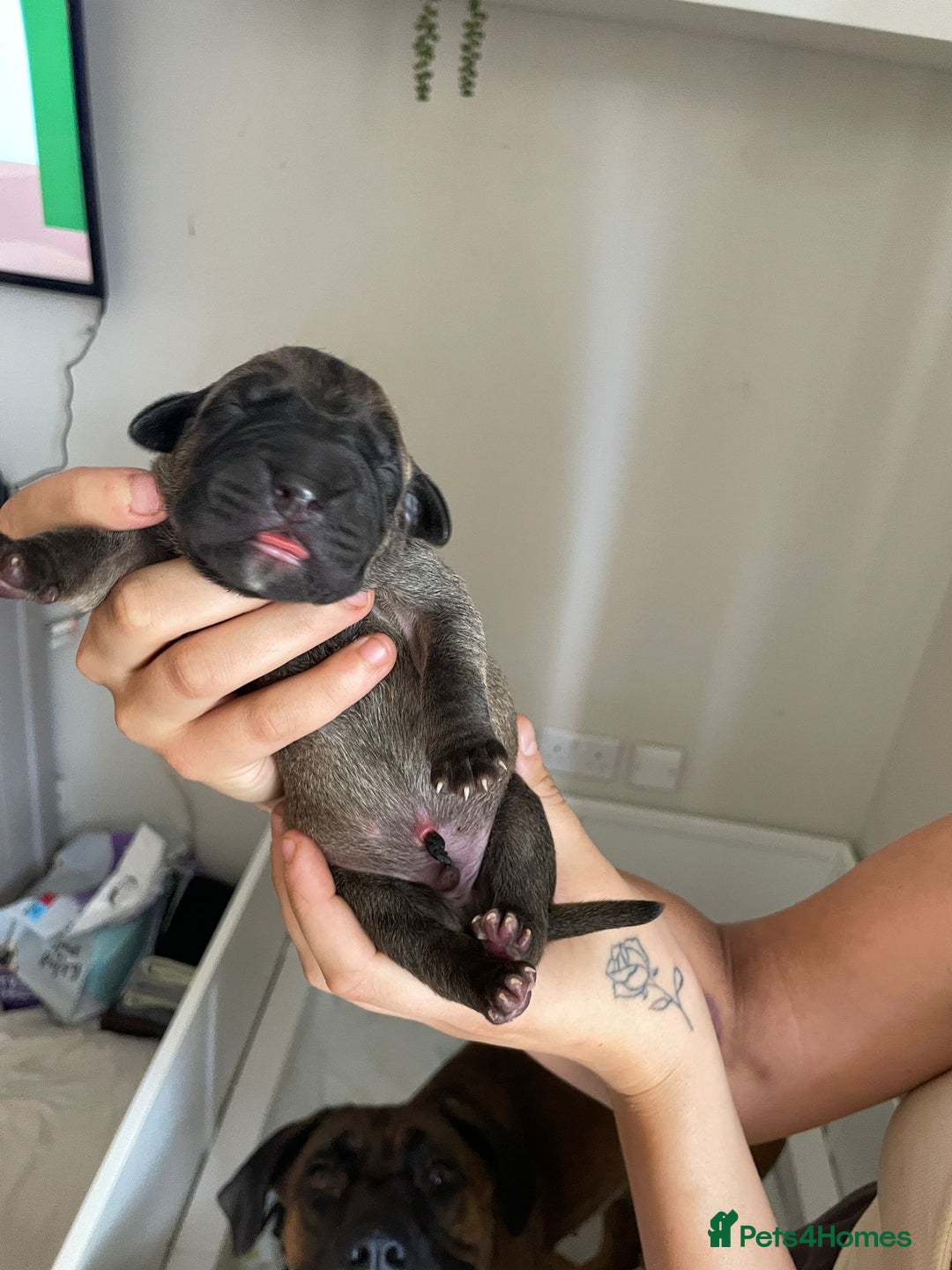 Cane Corso dogs for sale: Gorgeous cane Corso puppies - Image 7
