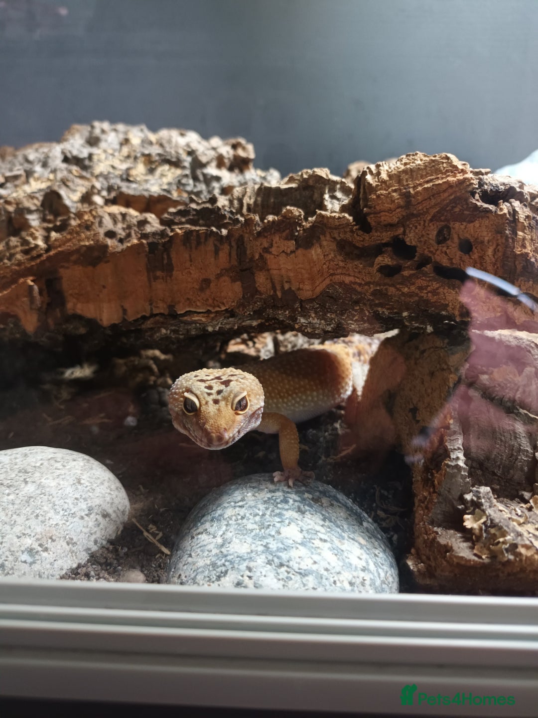 Leopard Gecko reptiles for sale: Leopard Gecko (Inc tank)  - Advert 4
