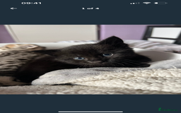 Mixed Breed cats for sale: Beautiful Fluffy Kittens - Advert 1