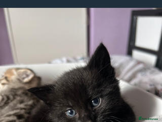 Mixed Breed cats for sale: Beautiful Fluffy Kittens - Advert 1