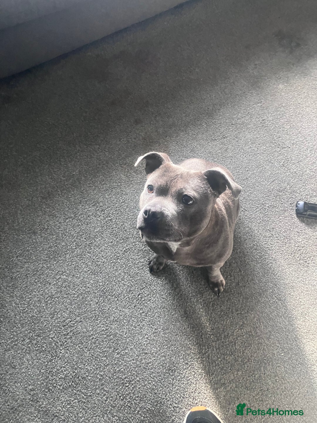 Staffordshire Bull Terrier dogs for sale: Female Staffordshire Bull Terrier  - Advert 2