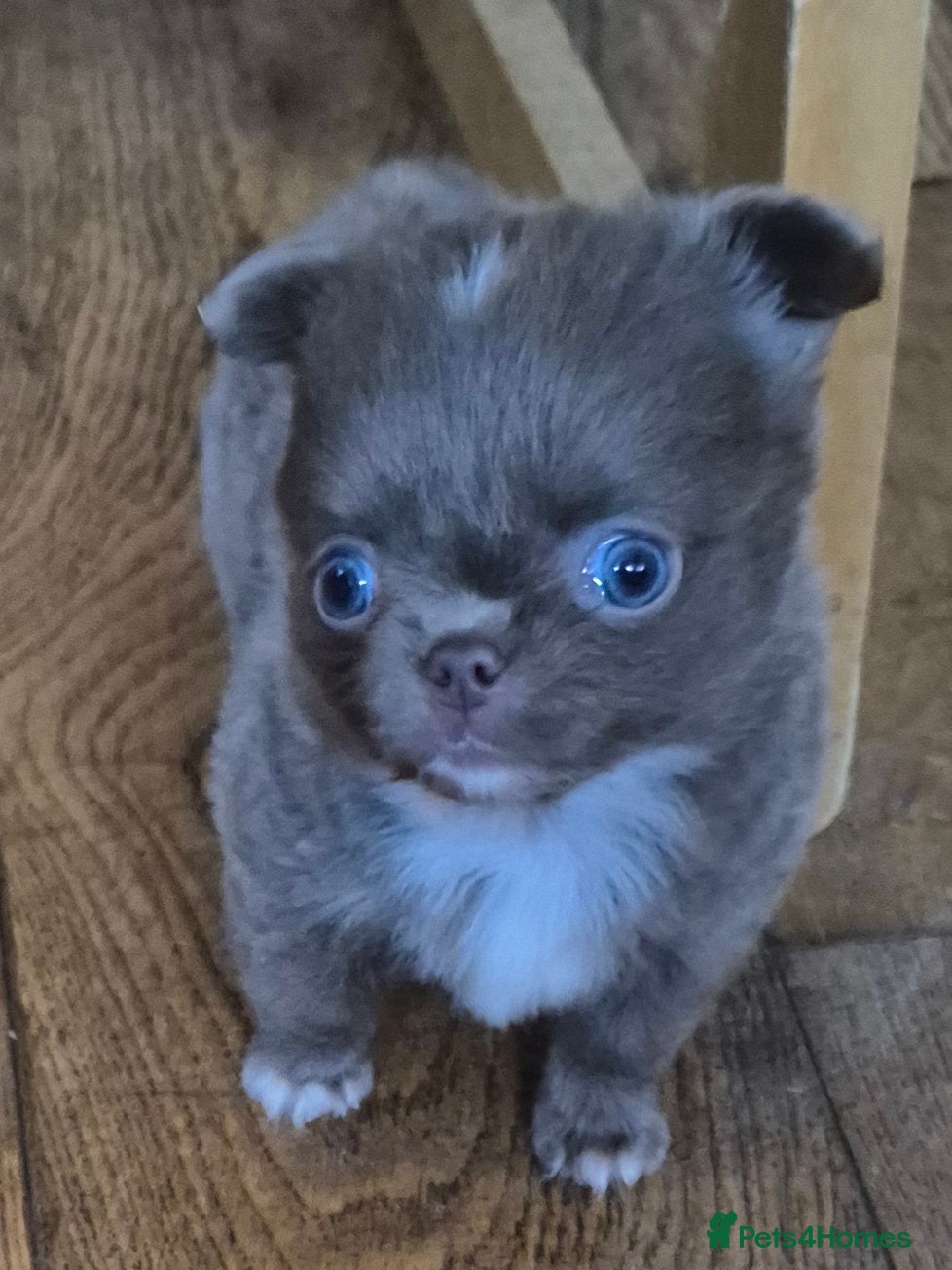 Chihuahua dogs KC chihuahua puppies  - Advert 1