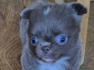 Chihuahua dogs KC chihuahua puppies - Advert 10