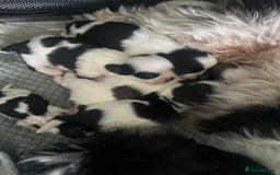 Shih Tzu dogs for sale: Shih tzu puppies  - Image 2