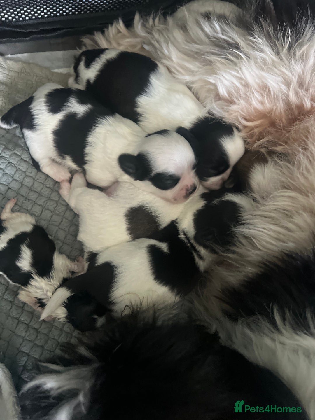 Shih Tzu dogs for sale: Shih tzu puppies  - Image 2