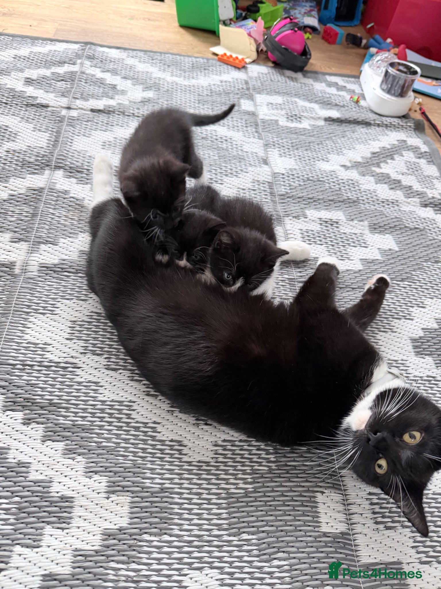 Mixed Breed cats 3 cute and playful kittens  - Advert 1