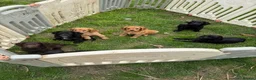 Mixed Breed dogs for sale: Sprockerpoo  - Advert 5