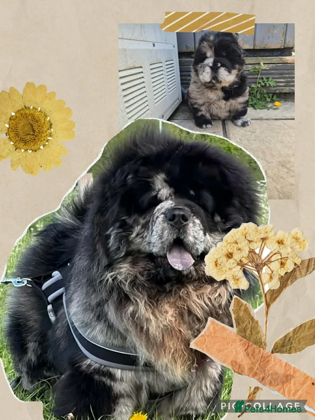 Chow Chow dogs for stud: Chow chow stud  - Advert 3