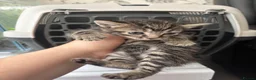 Mixed Breed cats for sale: 7 beautiful sweet friendly kittens  - Advert 13