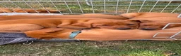 Labrador Retriever dogs for sale: Labrador puppies Fox Red - Advert 11