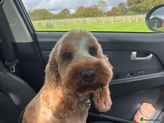 Cockapoo dogs Proven F1 Cockapoo stud available- health tested - Advert 22