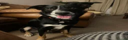 Smooth Collie dogs for sale: Collie smooth haired - Advert 6