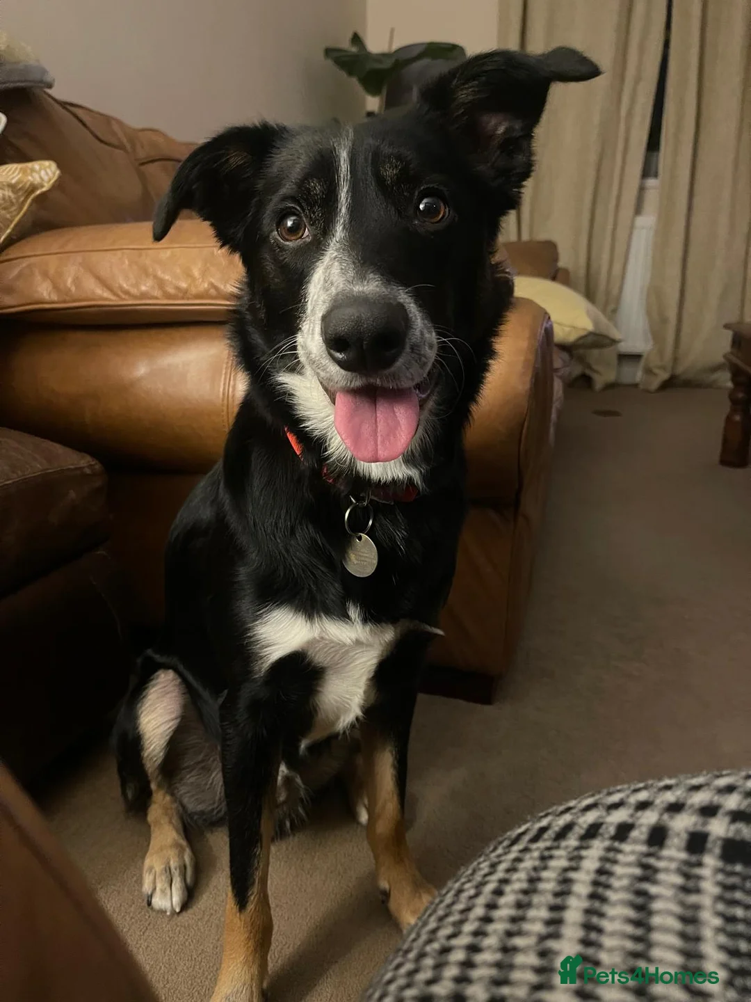 Smooth Collie dogs for sale: Collie smooth haired - Advert 6