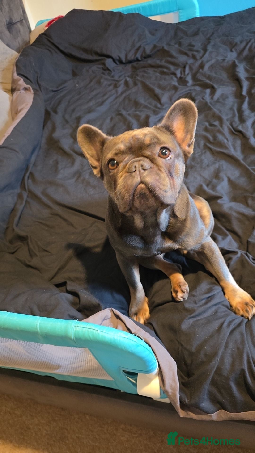 French Bulldog dogs Female french bulldog - Advert 5