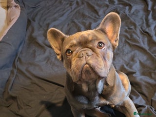 French Bulldog dogs Female french bulldog - Advert 11