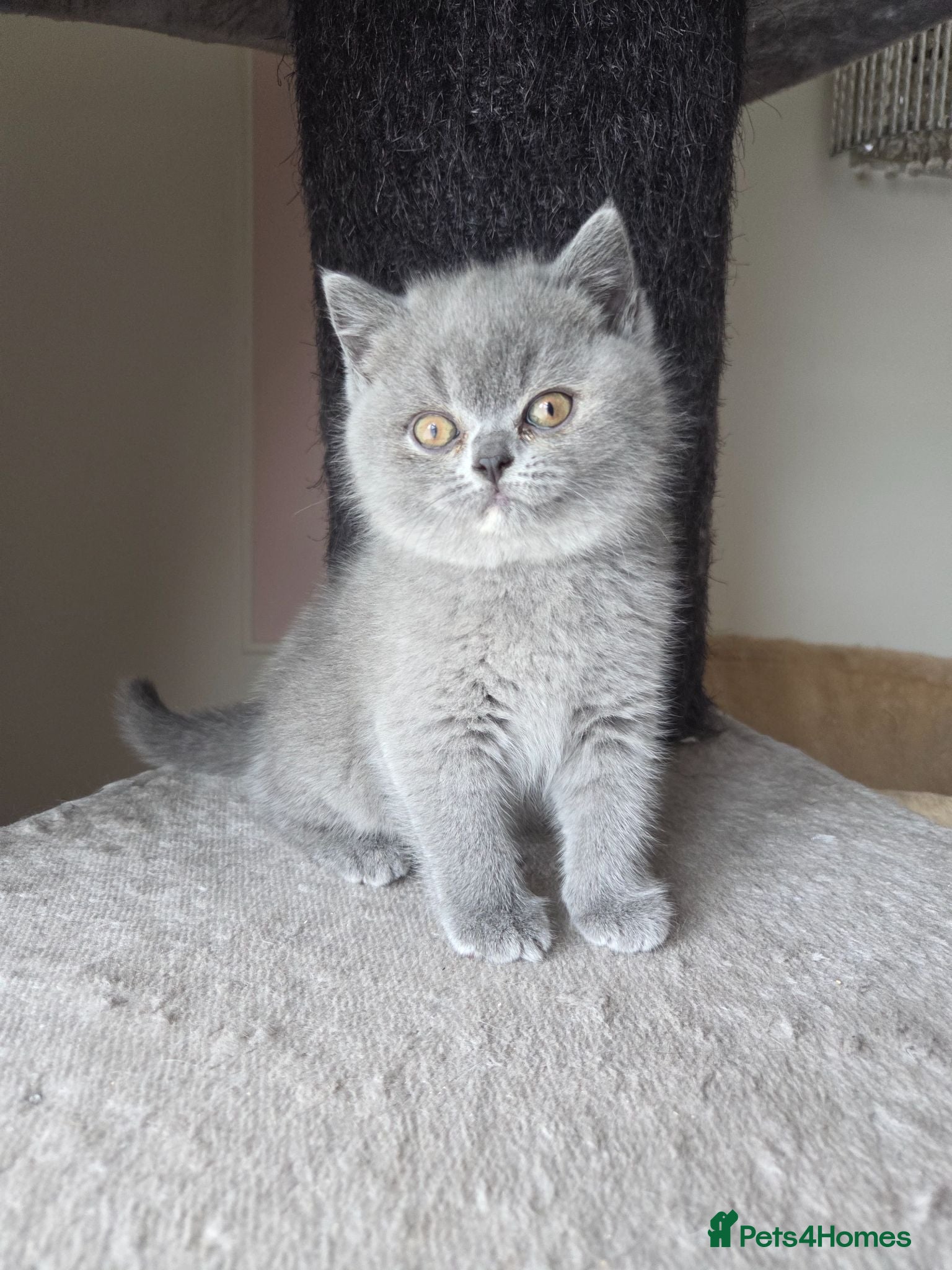 British Shorthair cats for sale:  British shorthair kittens ready end of August  - Advert 2