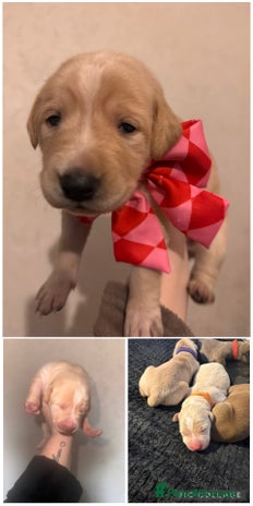 Mixed Breed dogs - Advert 13