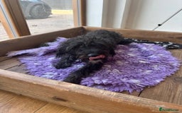 Mixed Breed dogs for sale: Male 8 month miniature Schnoodle - Image 3