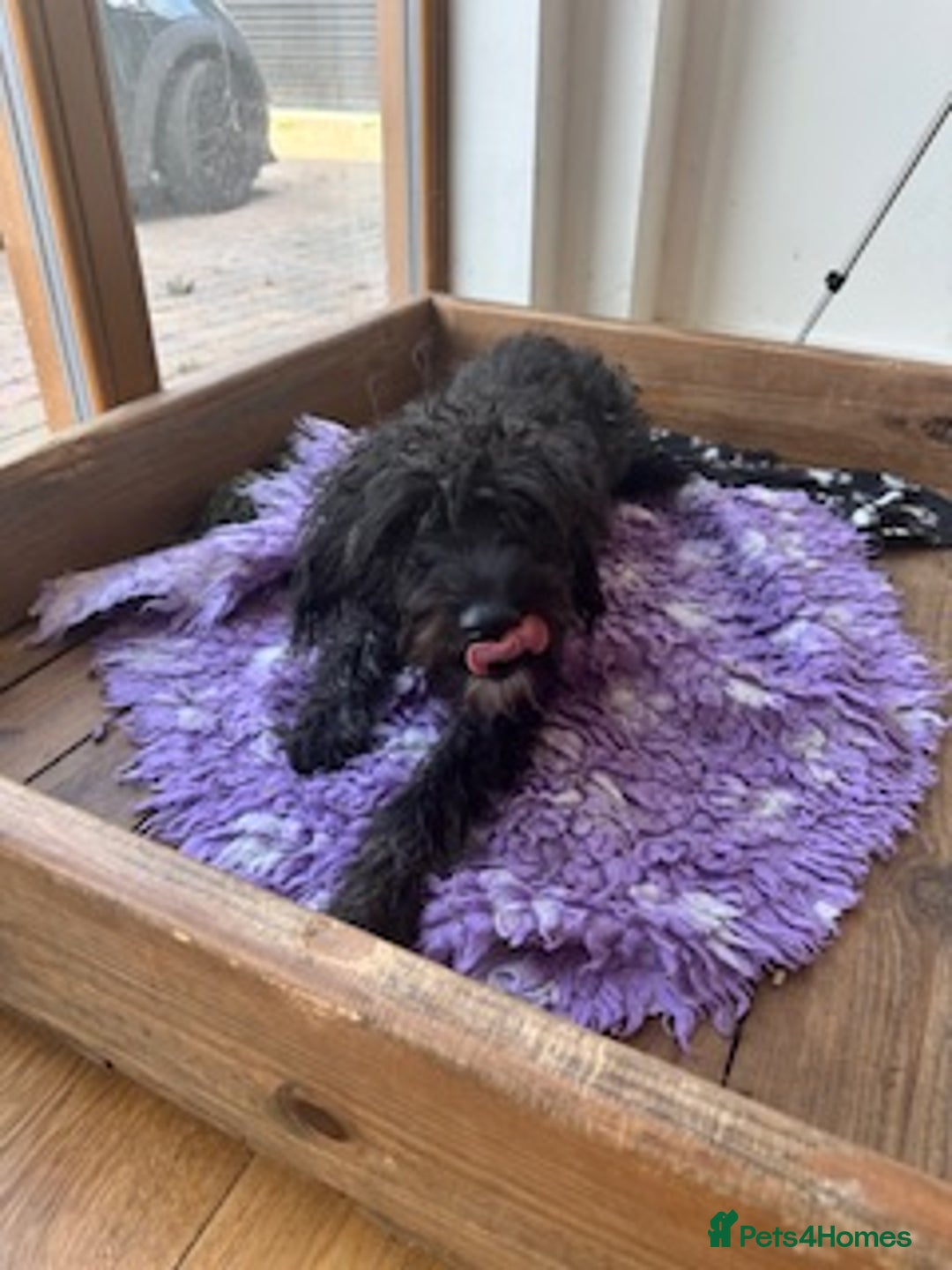 Mixed Breed dogs for sale: Male 8 month miniature Schnoodle - Image 3