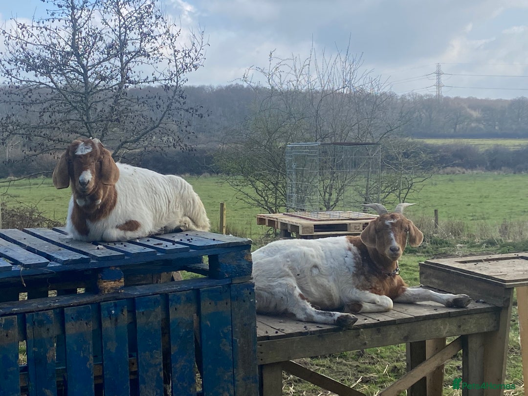 Goats livestock for sale: 2 Female Boers Free to a loving home - Image 1