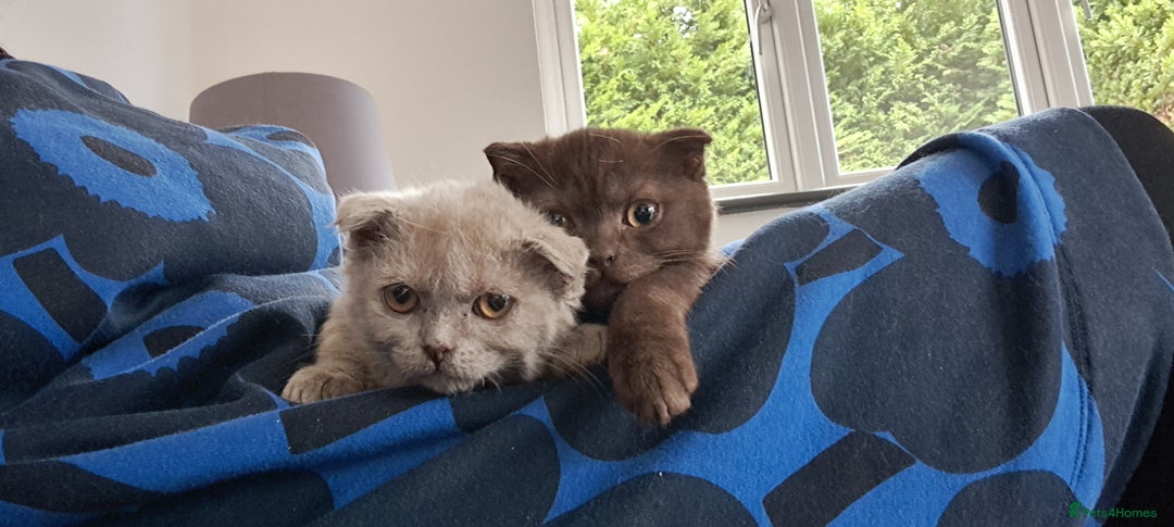 Scottish Fold cats for sale: Scottish Fold Females for Sale  - Image 12