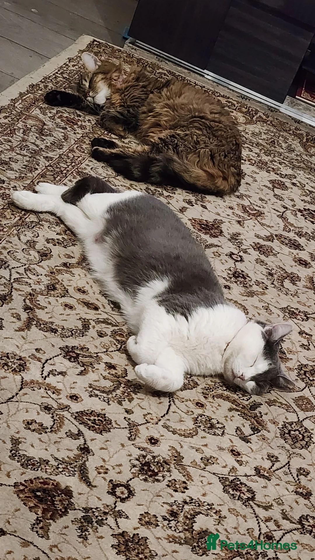 Mixed Breed cats for sale: Beautiful British long and short hair litter  in Worcester - Advert 1