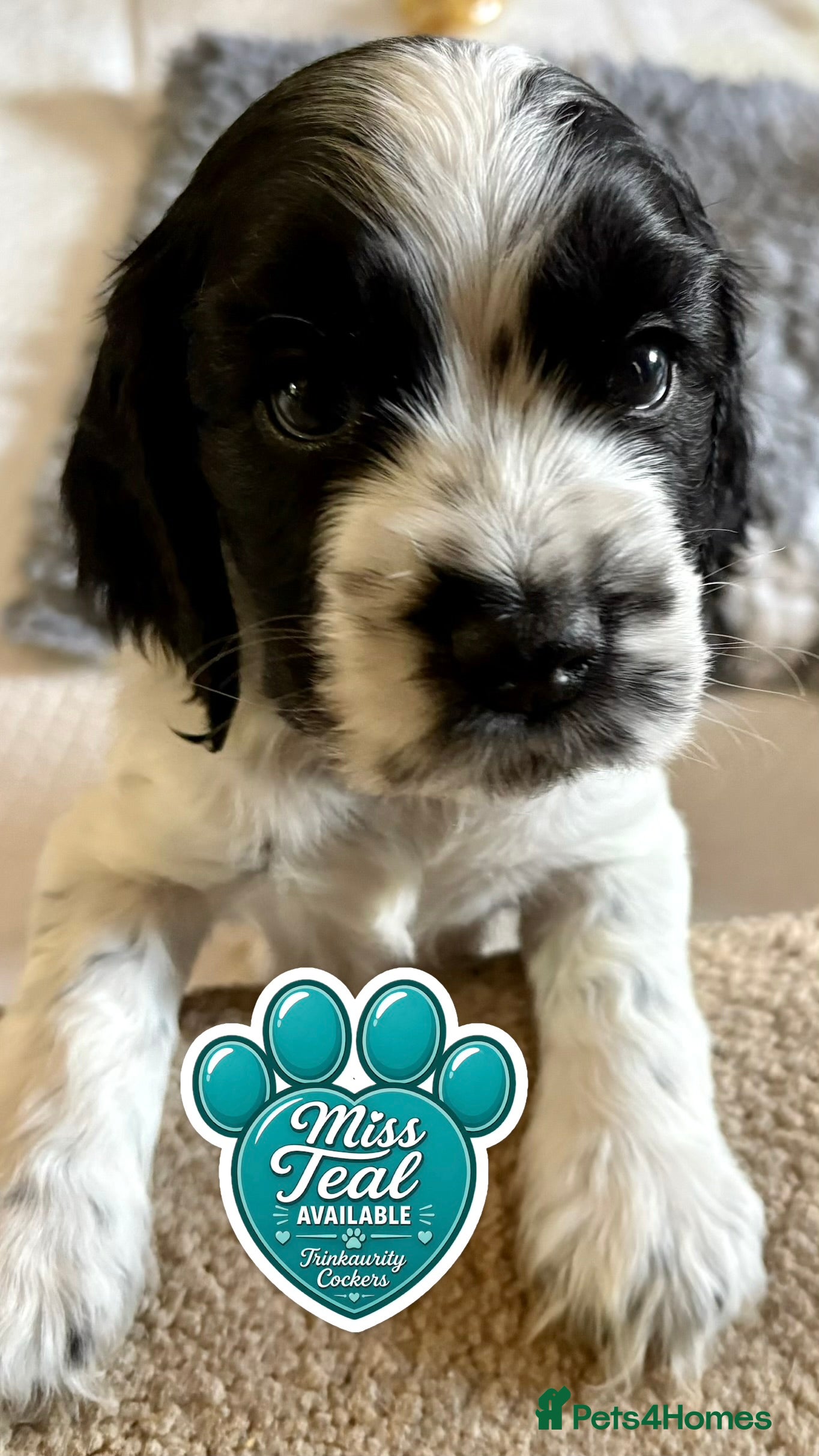 Cocker Spaniel dogs KC Reg; DNA Tested; 1.5% COI; Home-Reared Spaniels - Advert 2