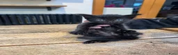 Mixed Breed cats for sale: ✨ Black kittens ✨ - Advert 6