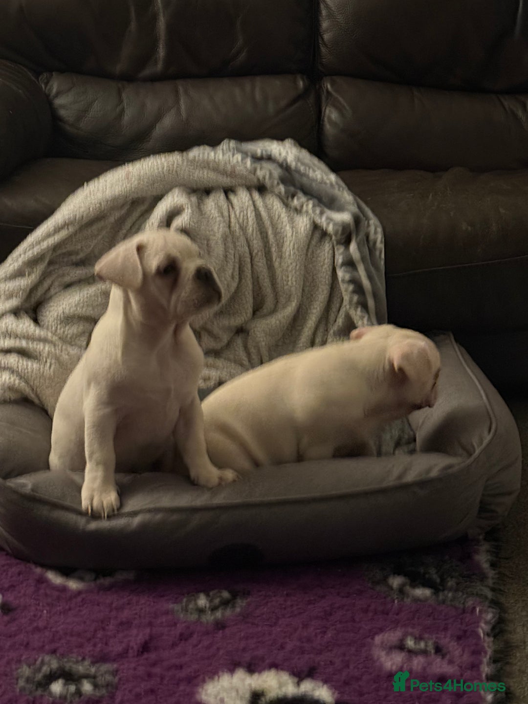 French Bulldog dogs for sale: French bulldog pups ❤️ - Advert 33