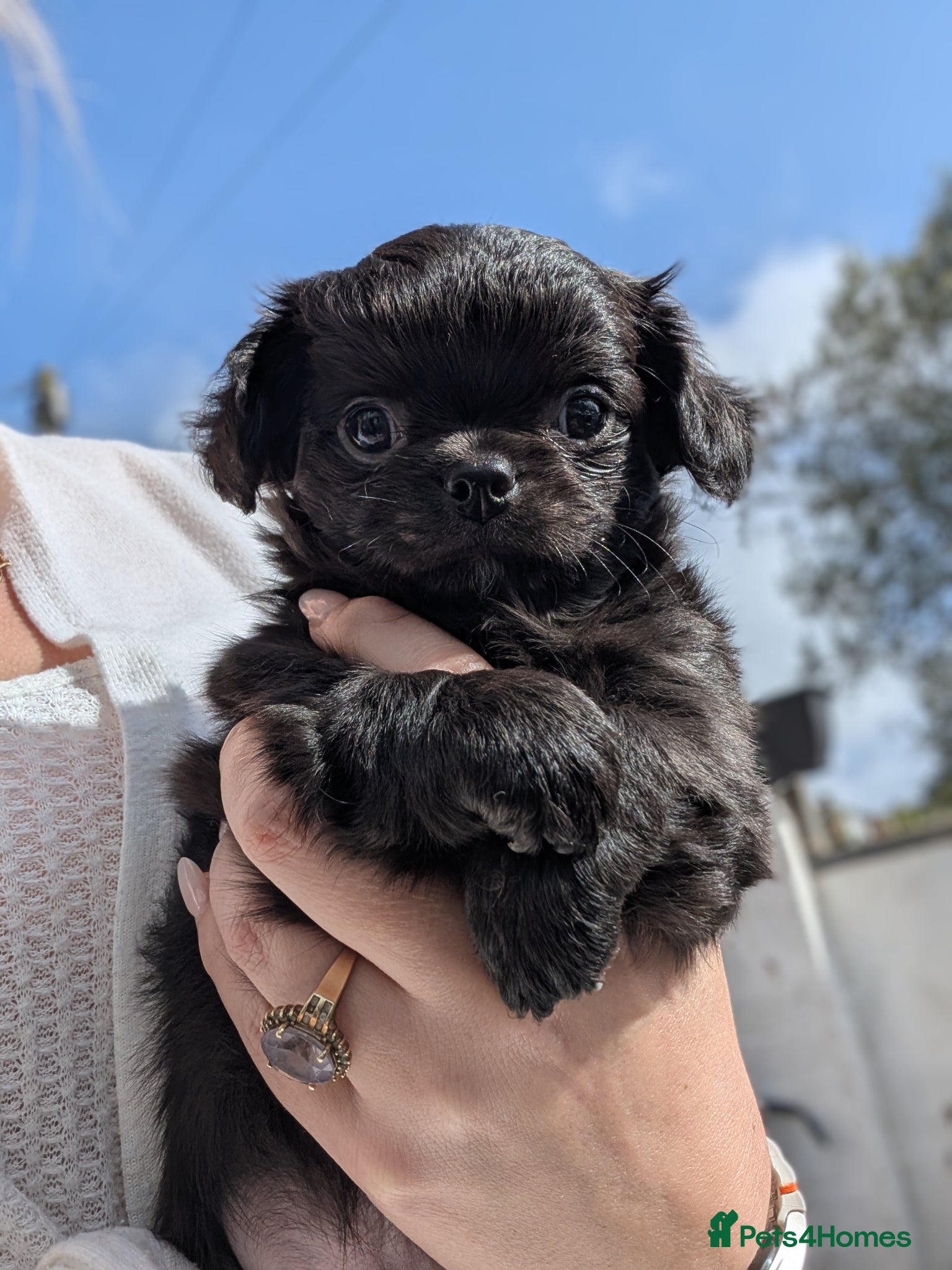 Chihuahua dogs KC registered Solid black Long Coat Boy Chihuahua - Advert 18