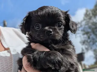 Chihuahua dogs KC registered Solid black Long Coat Boy Chihuahua - Advert 18