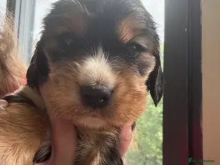 Cocker Spaniel dogs Beautiful Kc reg show type cocker spaniels - Advert 2