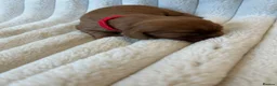 Cavalier King Charles Spaniel dogs for sale: Cavalier King Charles  - Advert 7