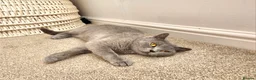 British Shorthair cats for sale: Pedigree Blue British Shorthair girl - Advert 7