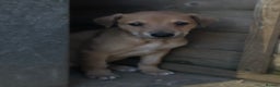 Lurcher dogs for sale: Beautiful litter of Lurcher puppies  - Advert 7