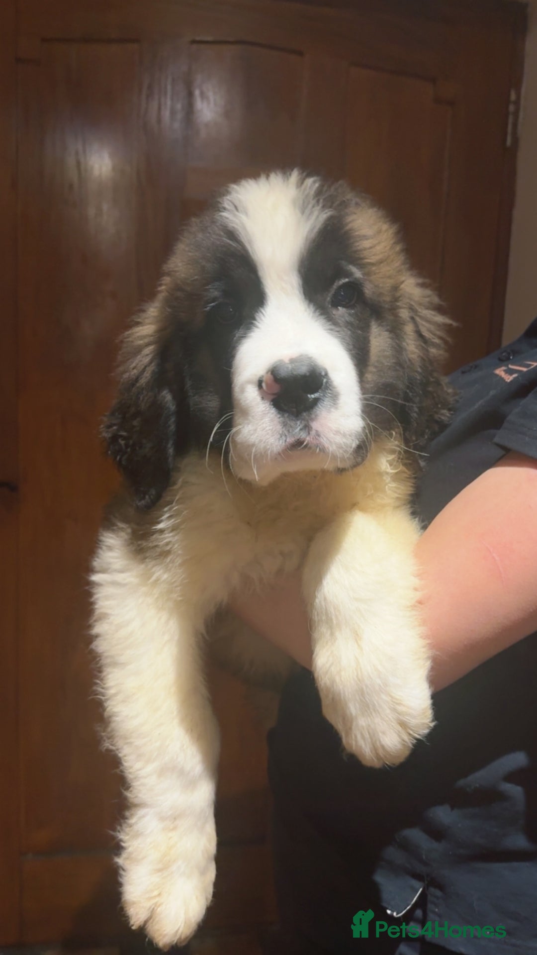 Saint Bernard dogs for sale: Gorgeous Saint Bernard puppies for sale - Advert 7