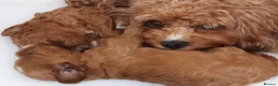Cavapoo dogs for sale: Quality, Red, Low-Shedding Toy Cavapoo Puppies - Advert 2