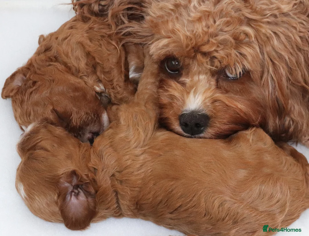 Cavapoo dogs for sale: Quality, Red, Low-Shedding Toy Cavapoo Puppies - Advert 2