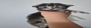 Tabby girl