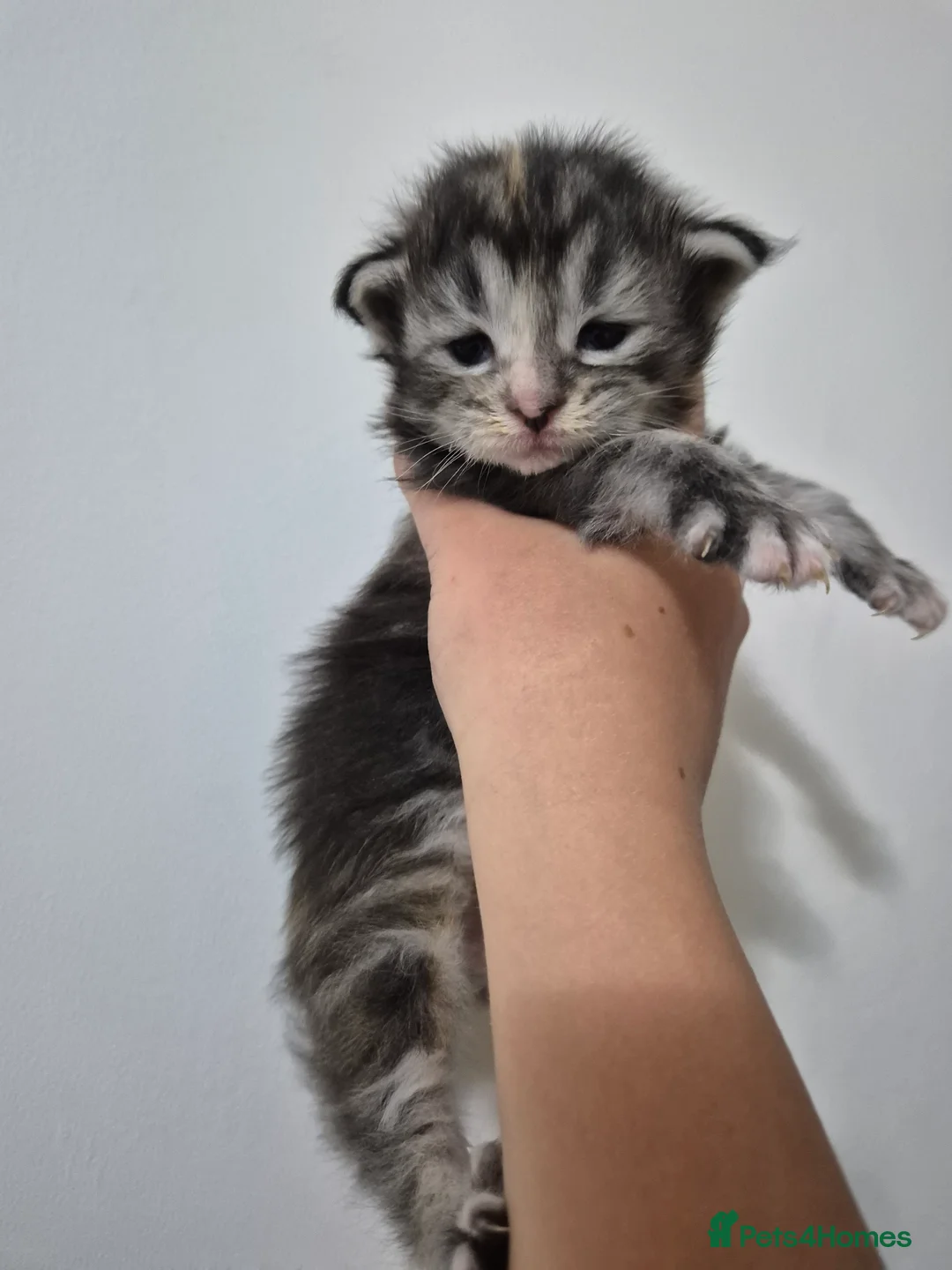 Maine Coon cats for sale: Gccf Pedigree Maine Coon Kittens - Advert 2