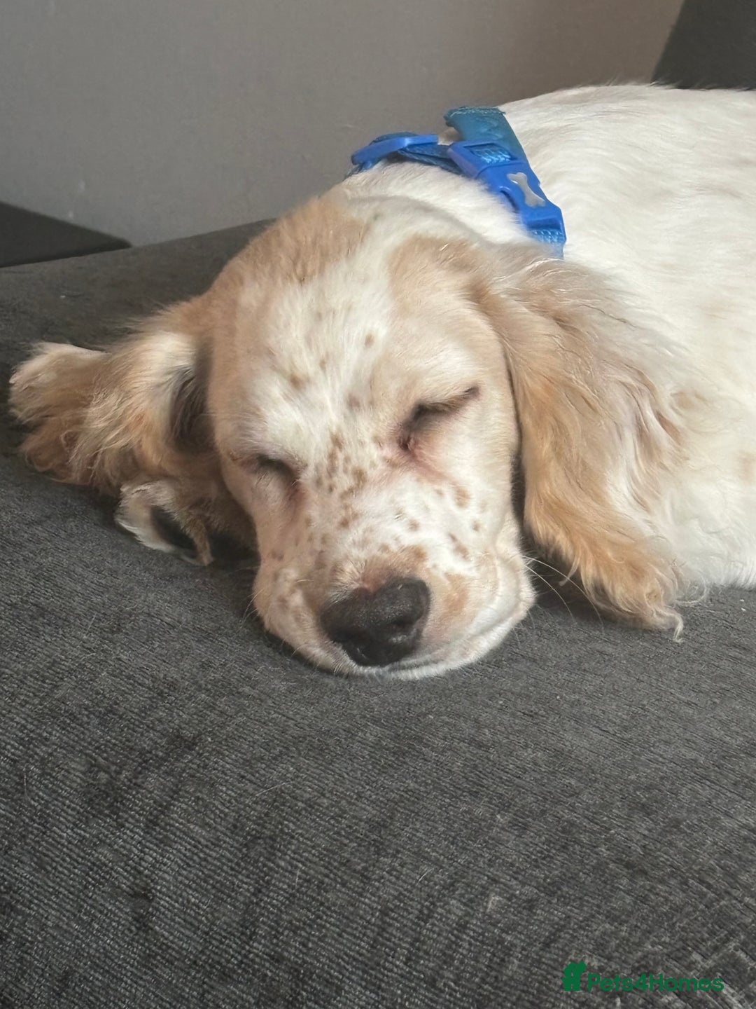 Cocker Spaniel dogs for sale: Adorable cocker spaniel  - Advert 6