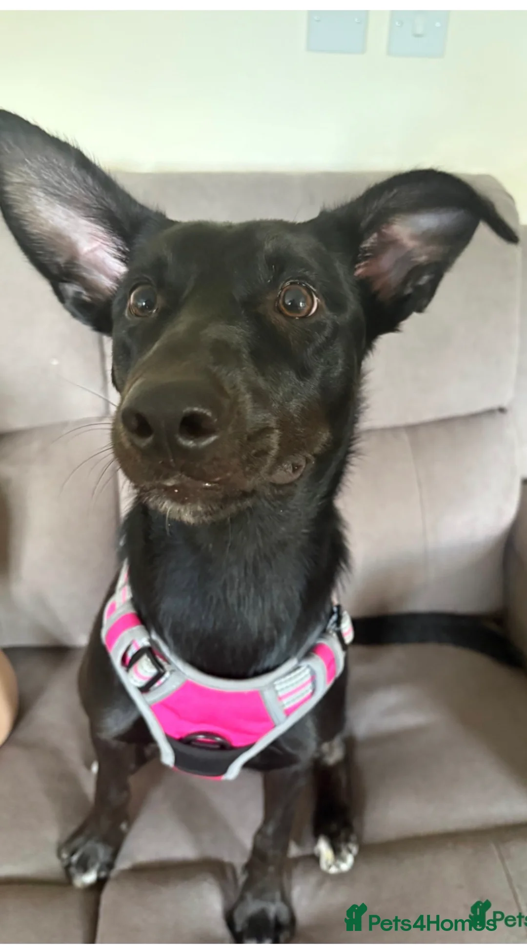 Mixed Breed dogs for sale: collie X kelpie  - Advert 2