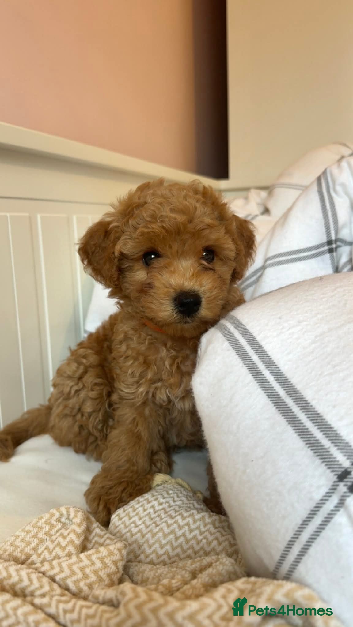 Poochon dogs ♥️ 1 boy left! Asian Toy poodle Xx Toy Poochon ♥️ - Advert 9
