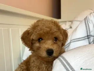 Poochon dogs ♥️ 1 boy left! Asian Toy poodle Xx Toy Poochon ♥️ - Advert 9