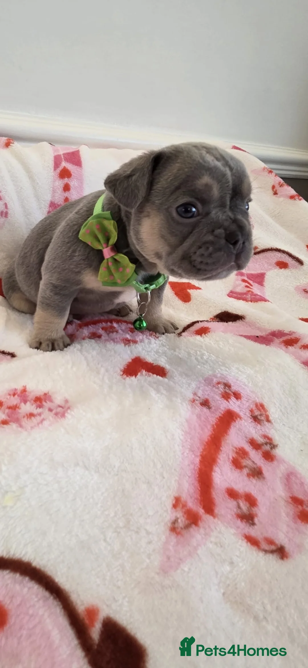 French Bulldog dogs for sale: Beautiful Frenchie puppies - Advert 16
