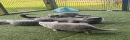 British Shorthair cats for sale: 🏆 Champion bloodlines, Beautiful BSh kittens   - Advert 14