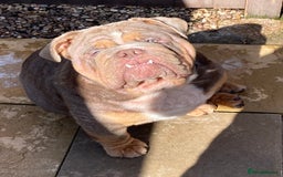 English Bulldog dogs for sale: English bulldog - Image 2